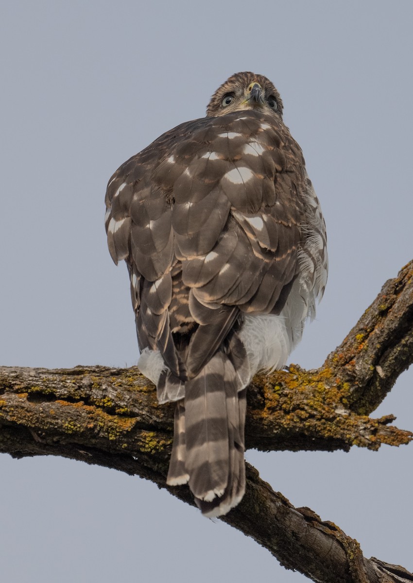 Cooper's Hawk - ML641081477