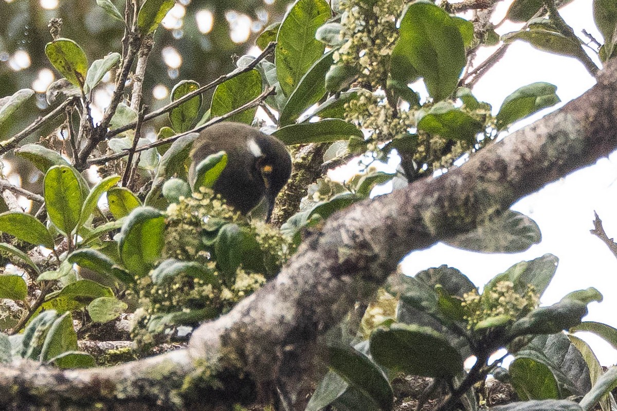 Black-throated Honeyeater - ML641081502