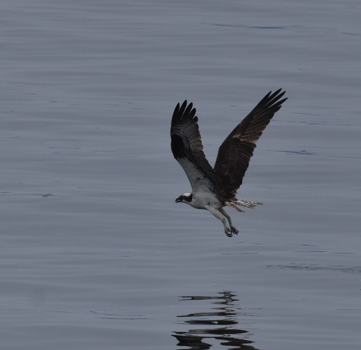 Balbuzard pêcheur - ML641081509