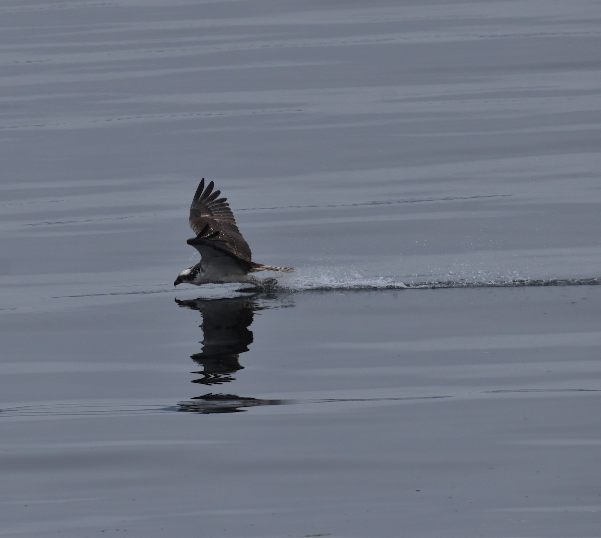 Balbuzard pêcheur - ML641081510