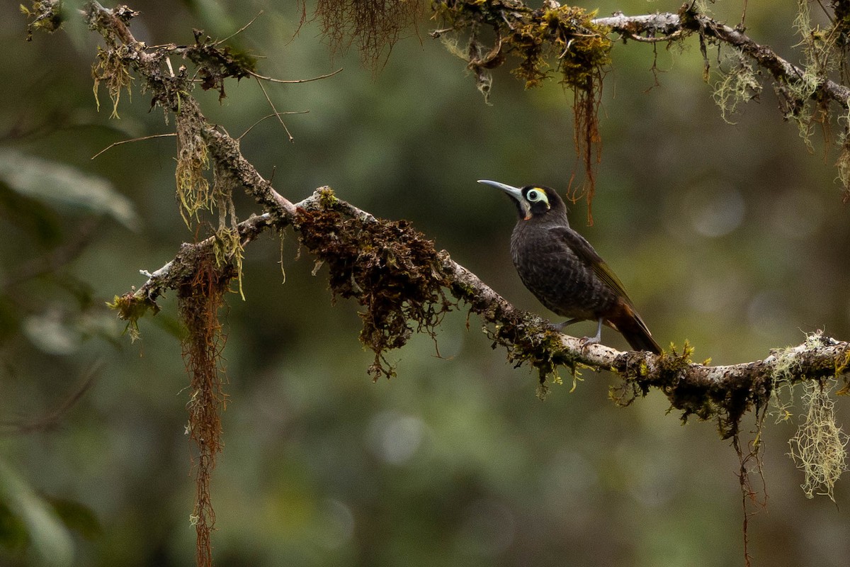 Yellow-browed Melidectes - ML641081514