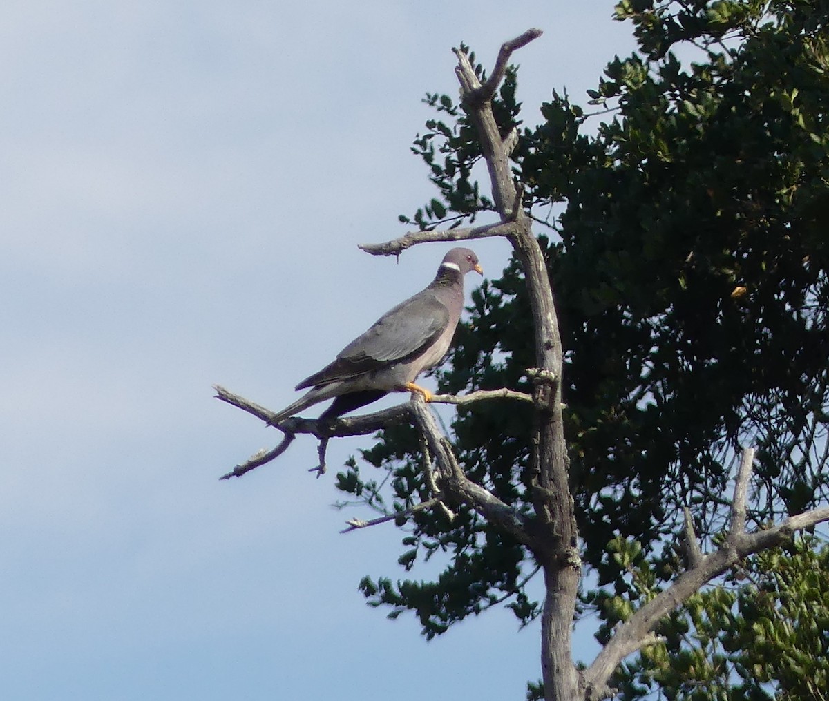 Bandtaube - ML641081527