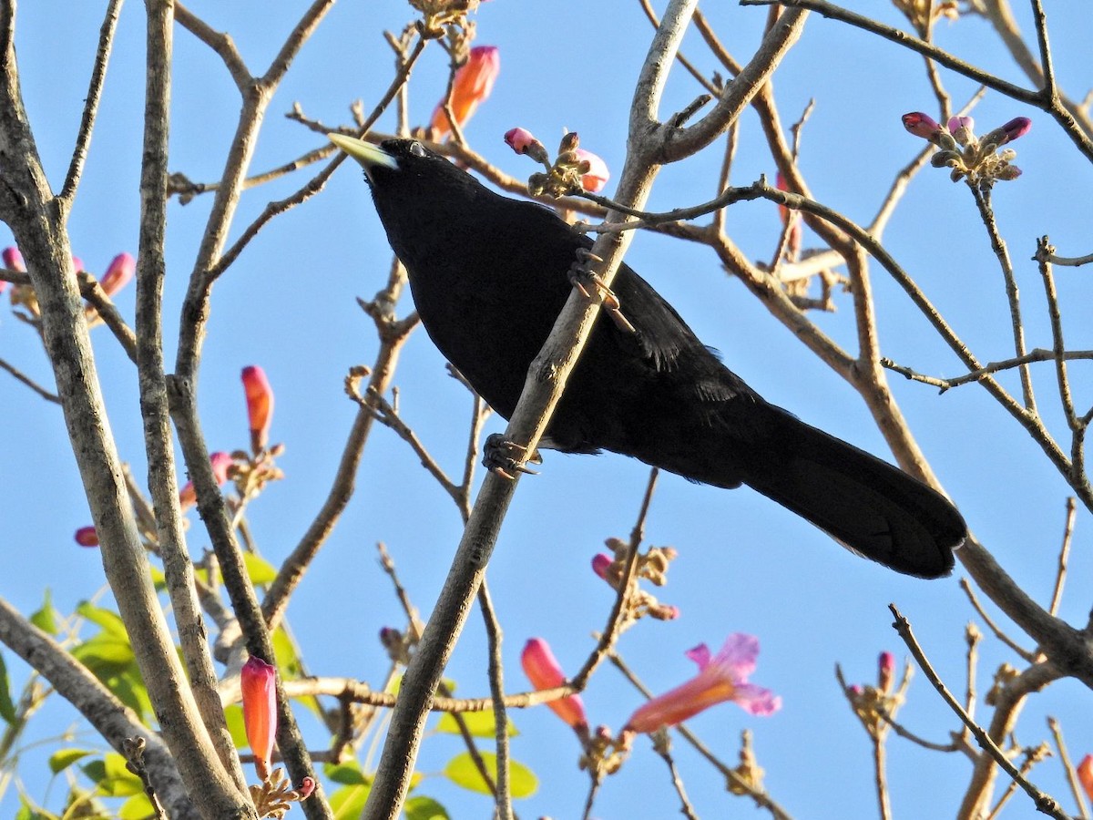 Solitary Black Cacique - ML641081575