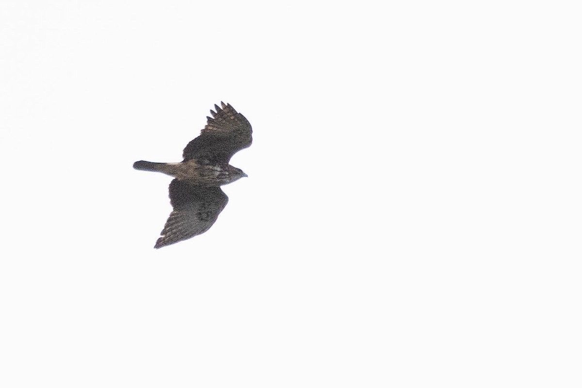 Aigle de Weiske - ML641081581