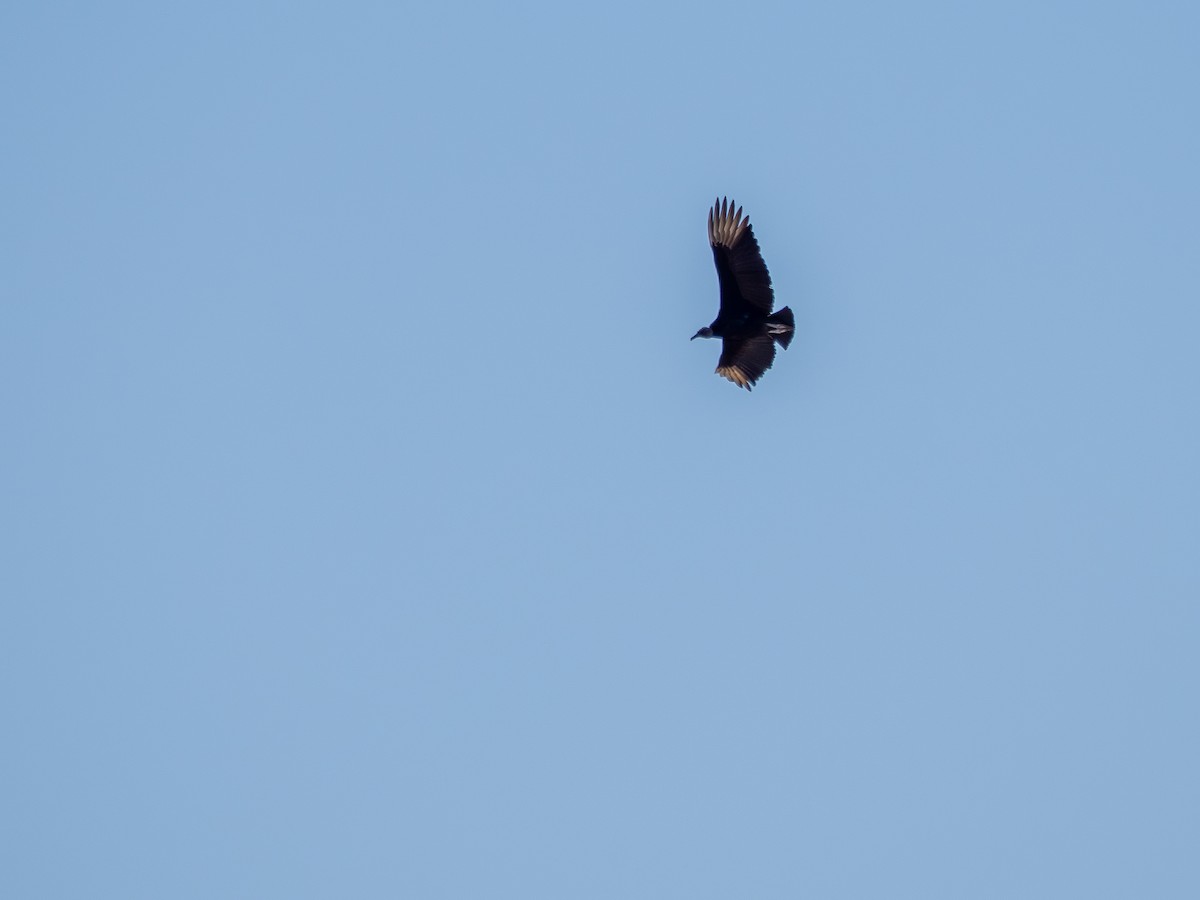 Black Vulture - ML641081584