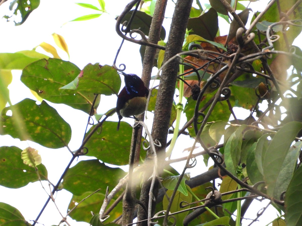 Black-throated Sunbird - ML641081600
