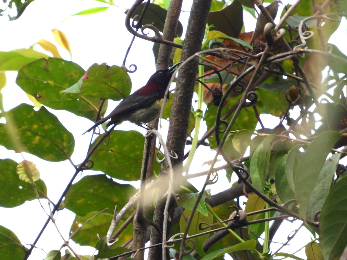 Black-throated Sunbird - ML641081601