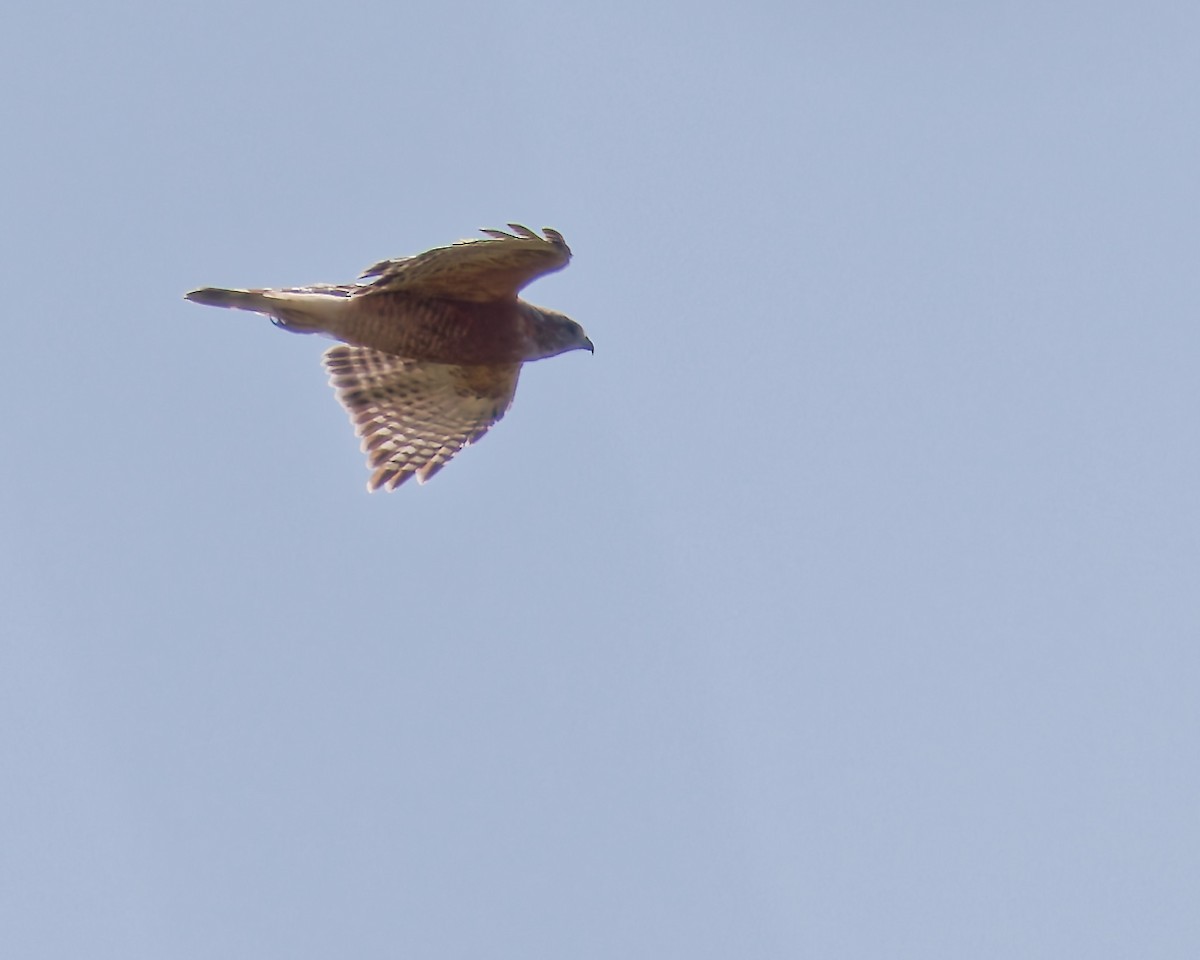 Red-shouldered Hawk - ML641081629