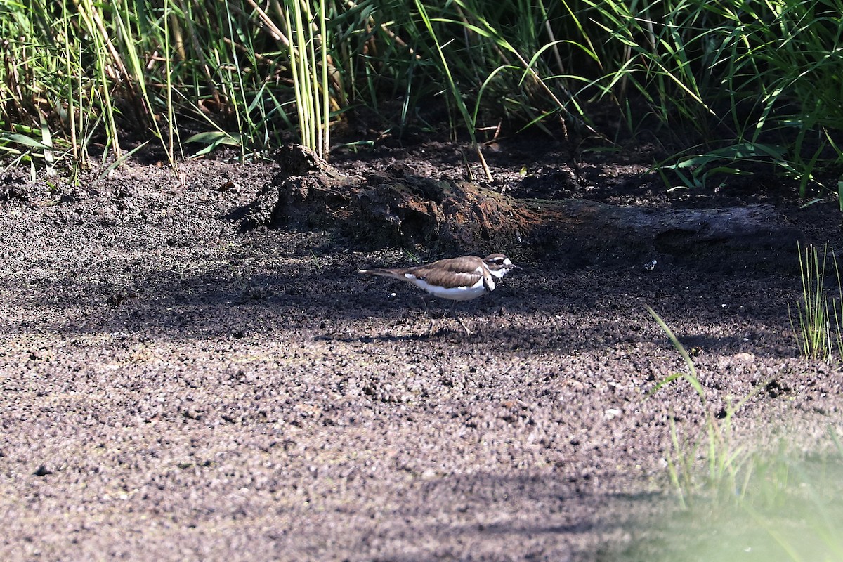 Killdeer - ML641081641