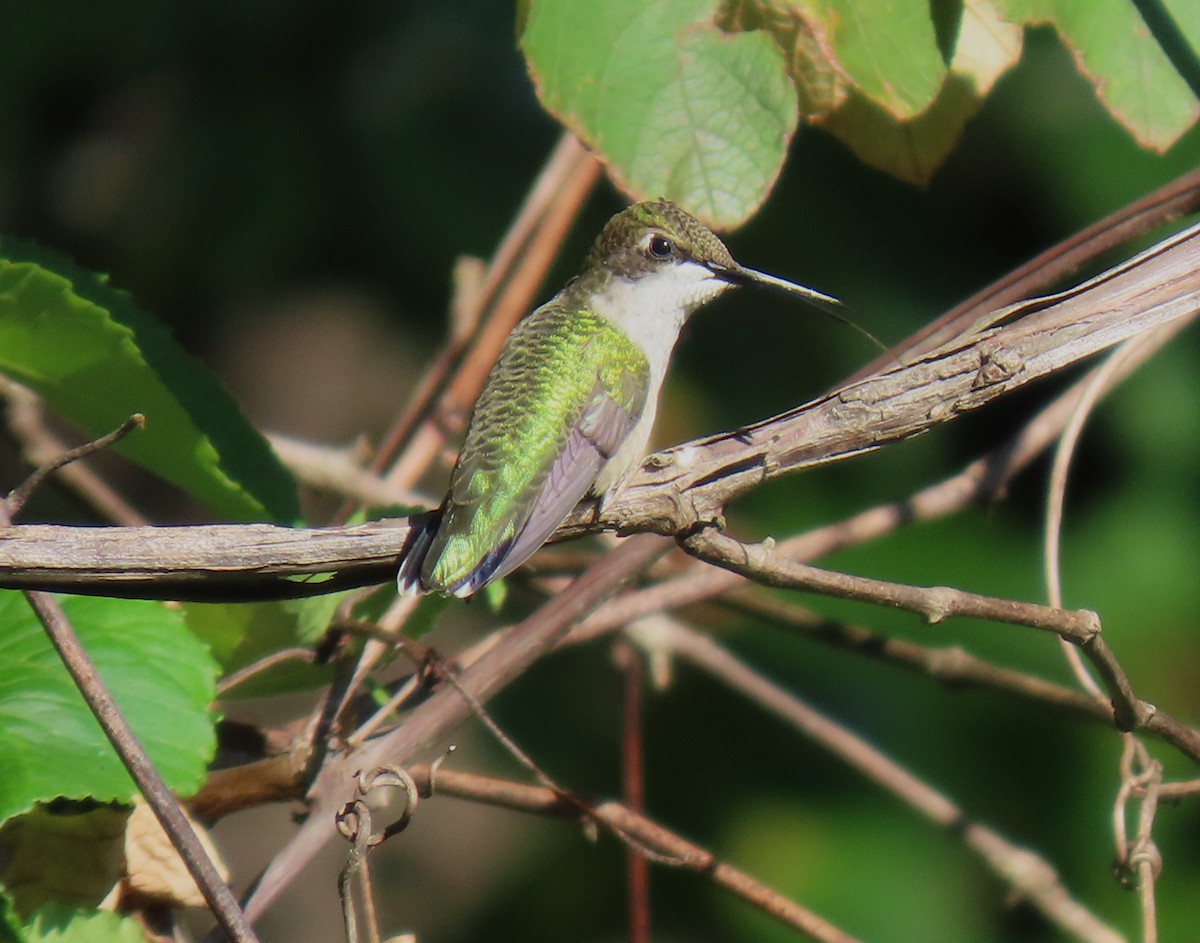 Ruby-throated Hummingbird - ML641081645