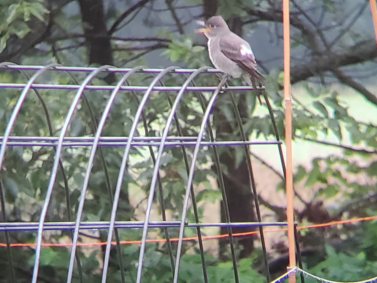 Olive-sided Flycatcher - ML641081649