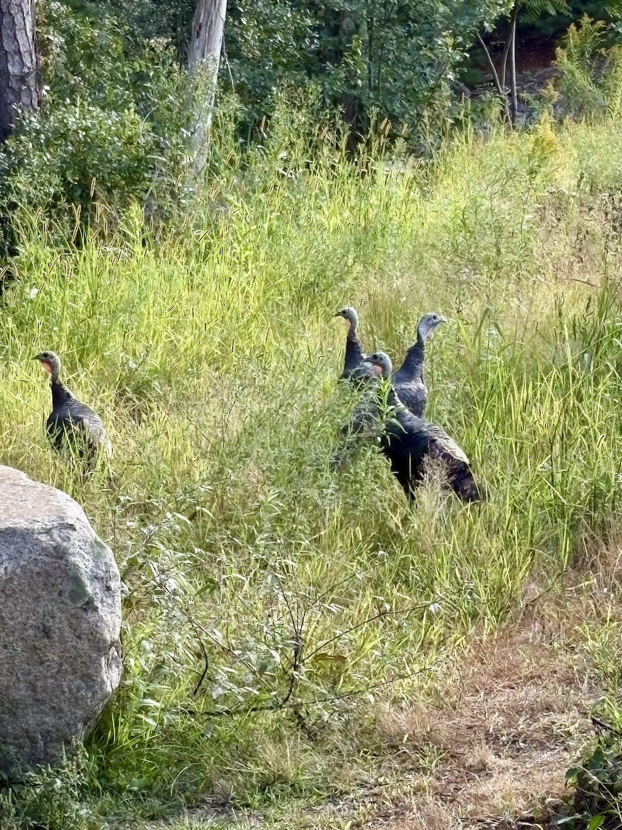 Wild Turkey - ML641081654