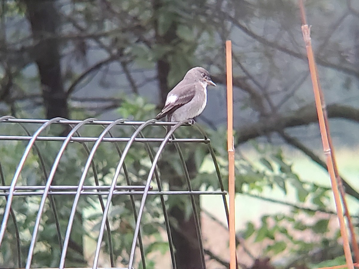 Olive-sided Flycatcher - ML641081655