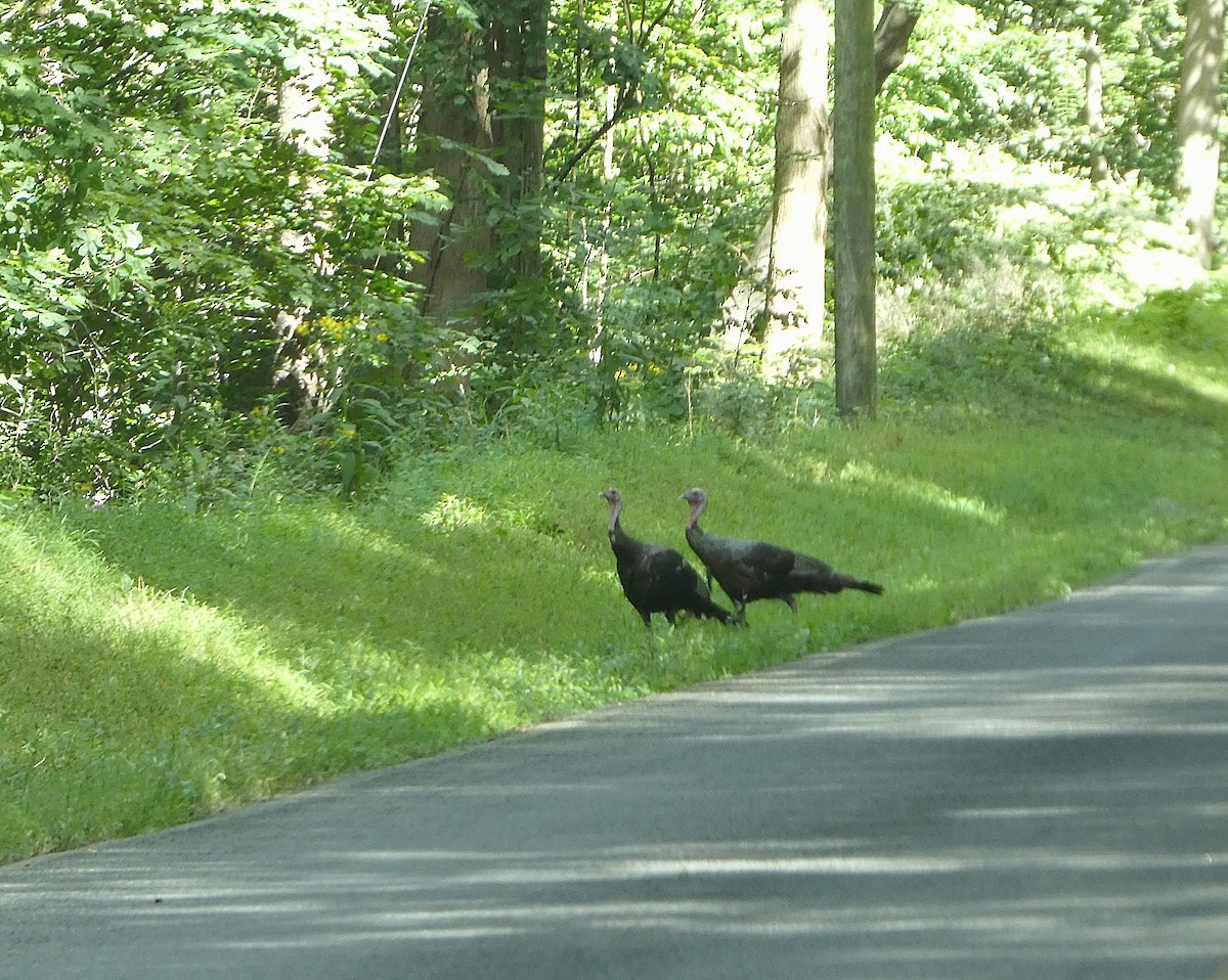 Wild Turkey - ML641081662