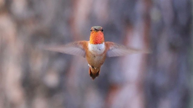 Rufous Hummingbird - ML641081678