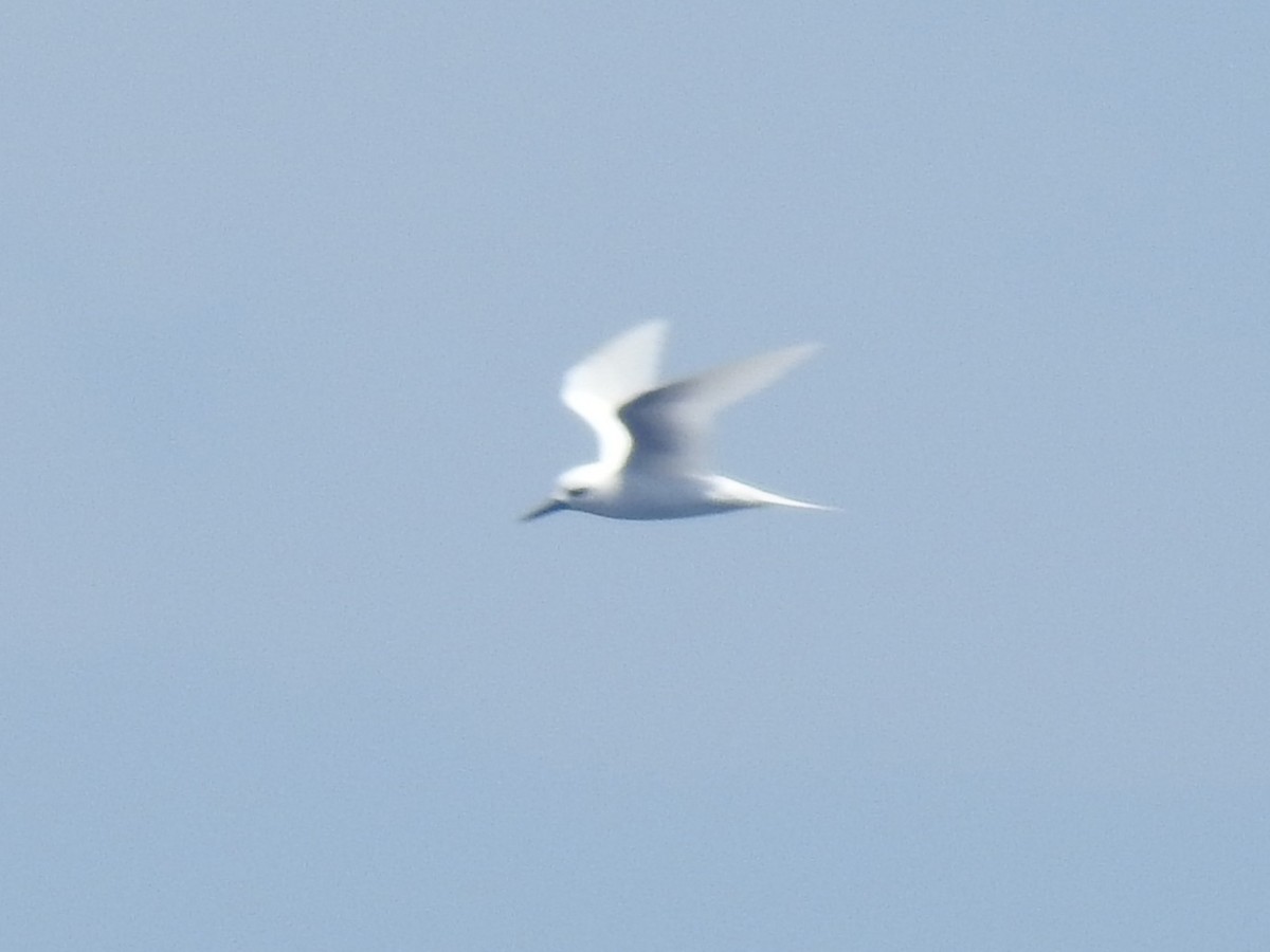 White Tern - ML641081683