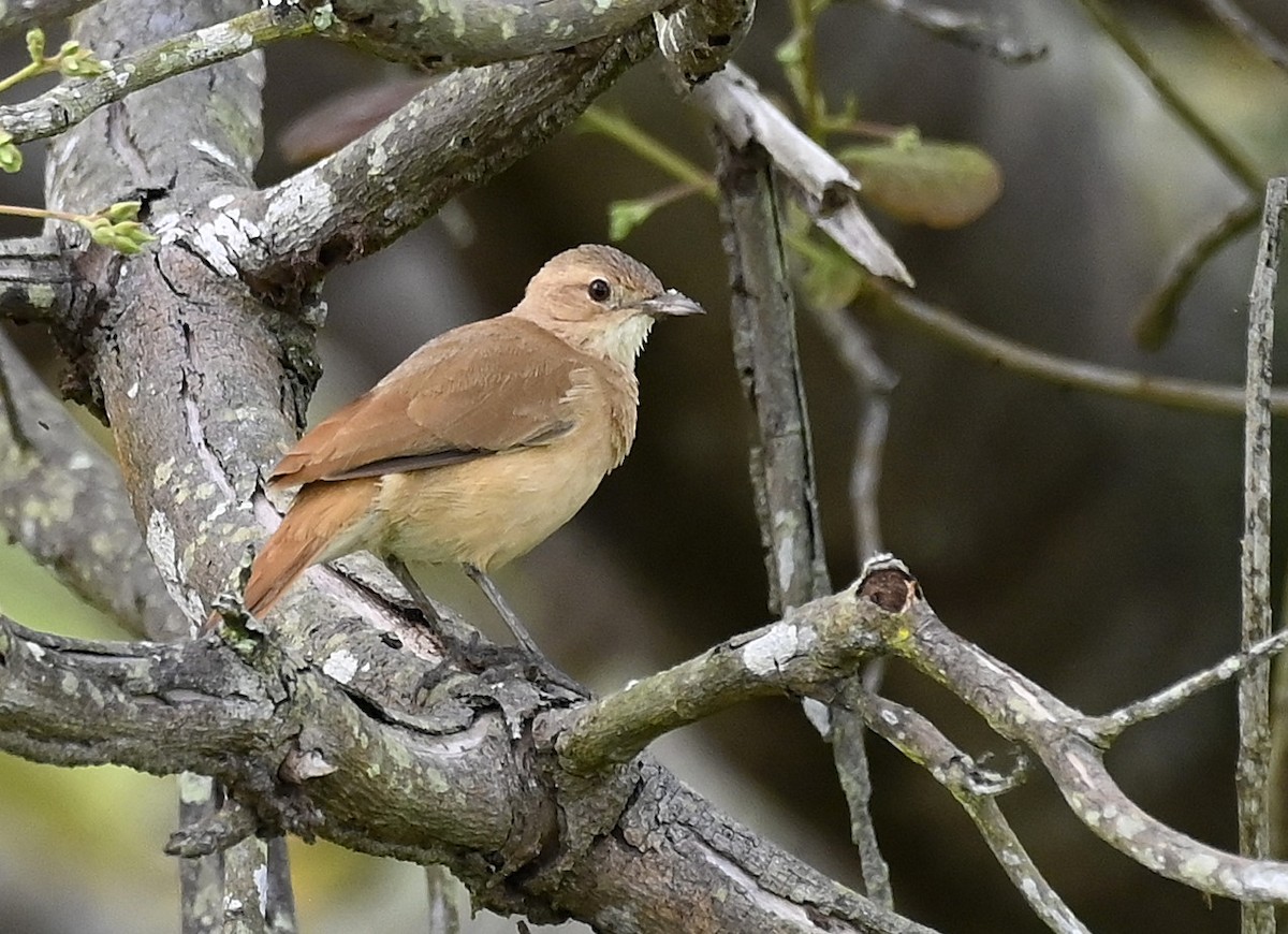 Rufous Hornero - ML641081692
