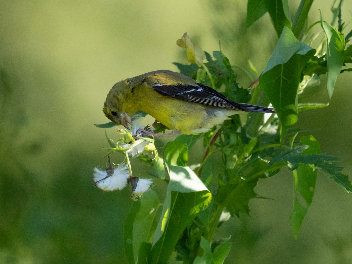 Chardonneret jaune - ML641081698