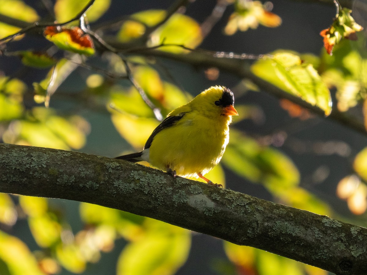 Chardonneret jaune - ML641081700