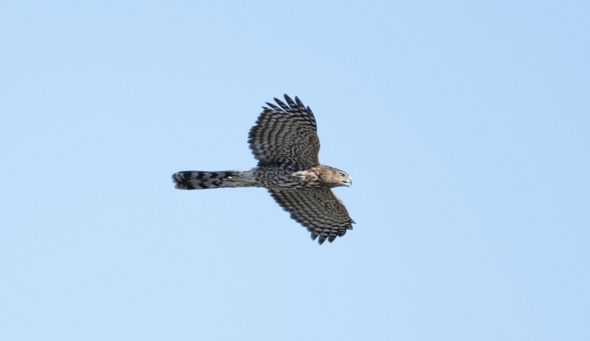 Cooper's Hawk - ML641081715
