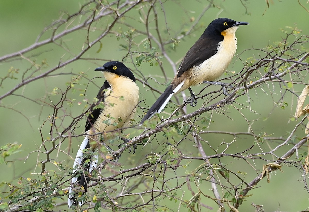 Black-capped Donacobius - ML641081749