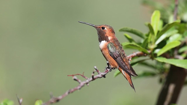 Rufous Hummingbird - ML641081752