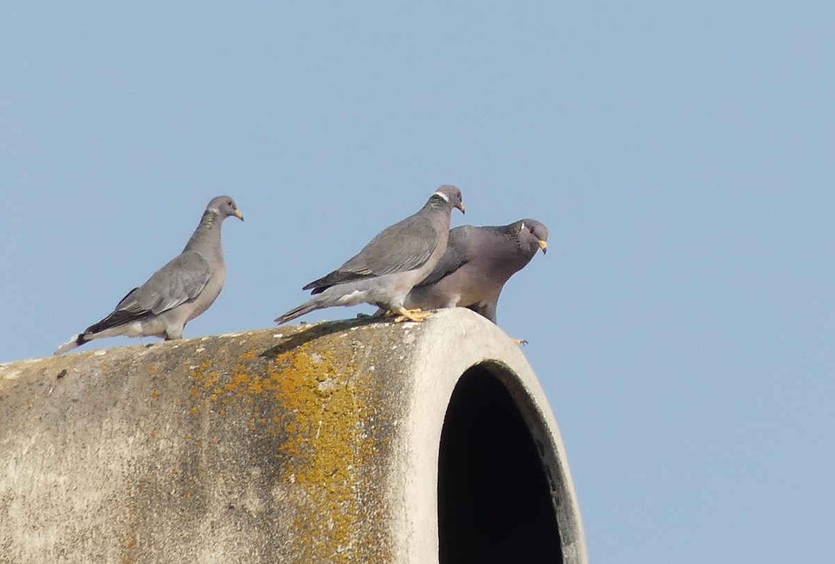 Bandtaube - ML641081760