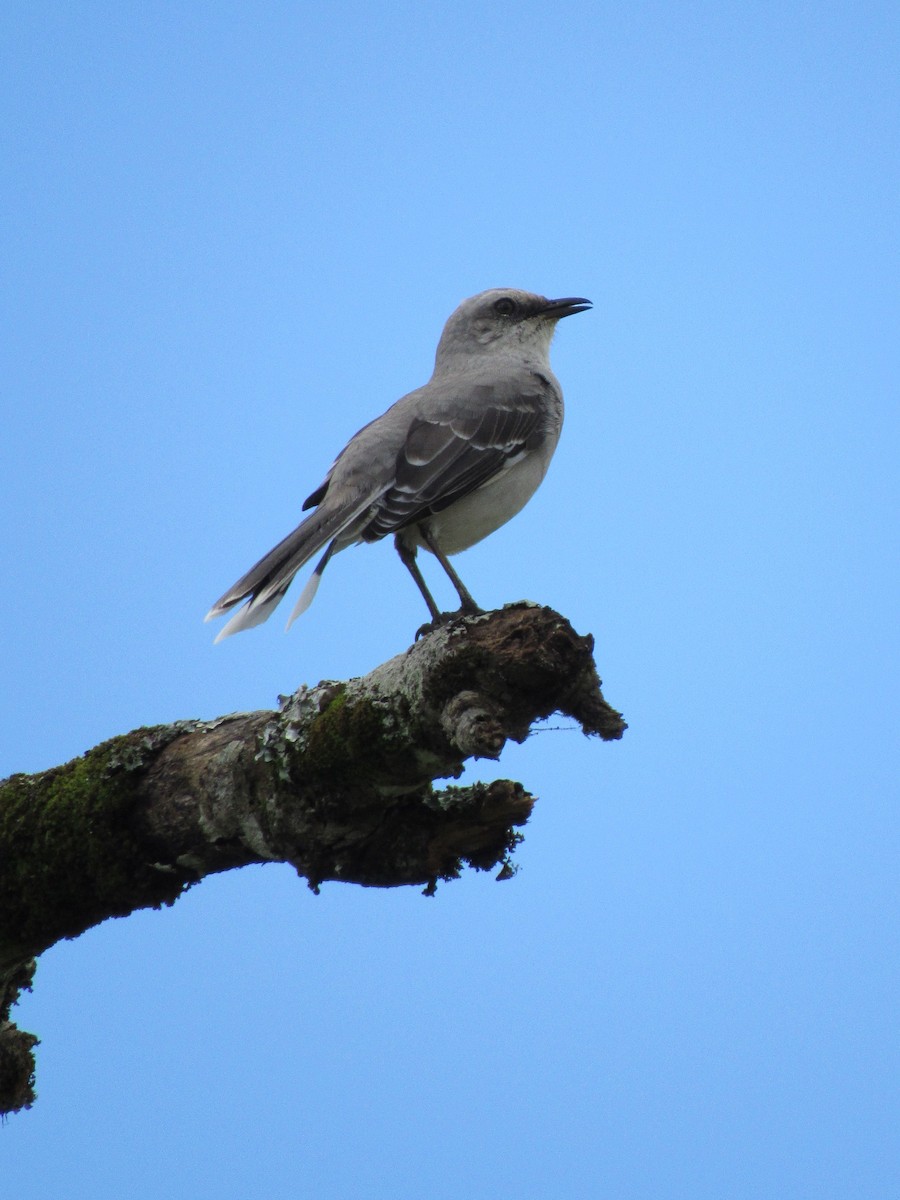 Tropical Mockingbird - ML641081777