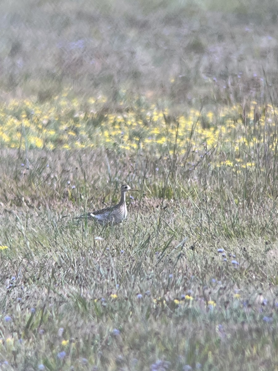 Upland Sandpiper - ML641081791