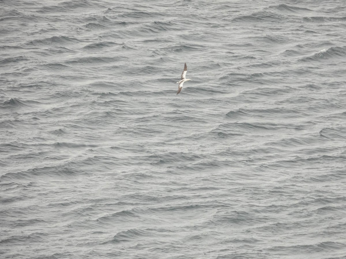 Northern Gannet - ML641081830