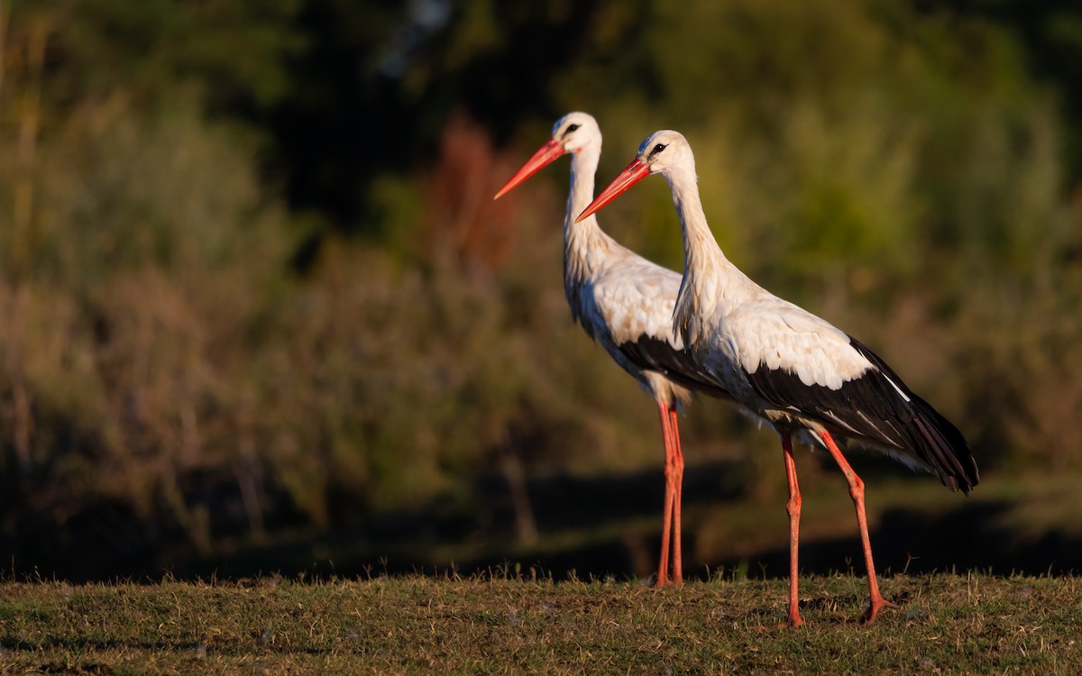White Stork - ML641081919