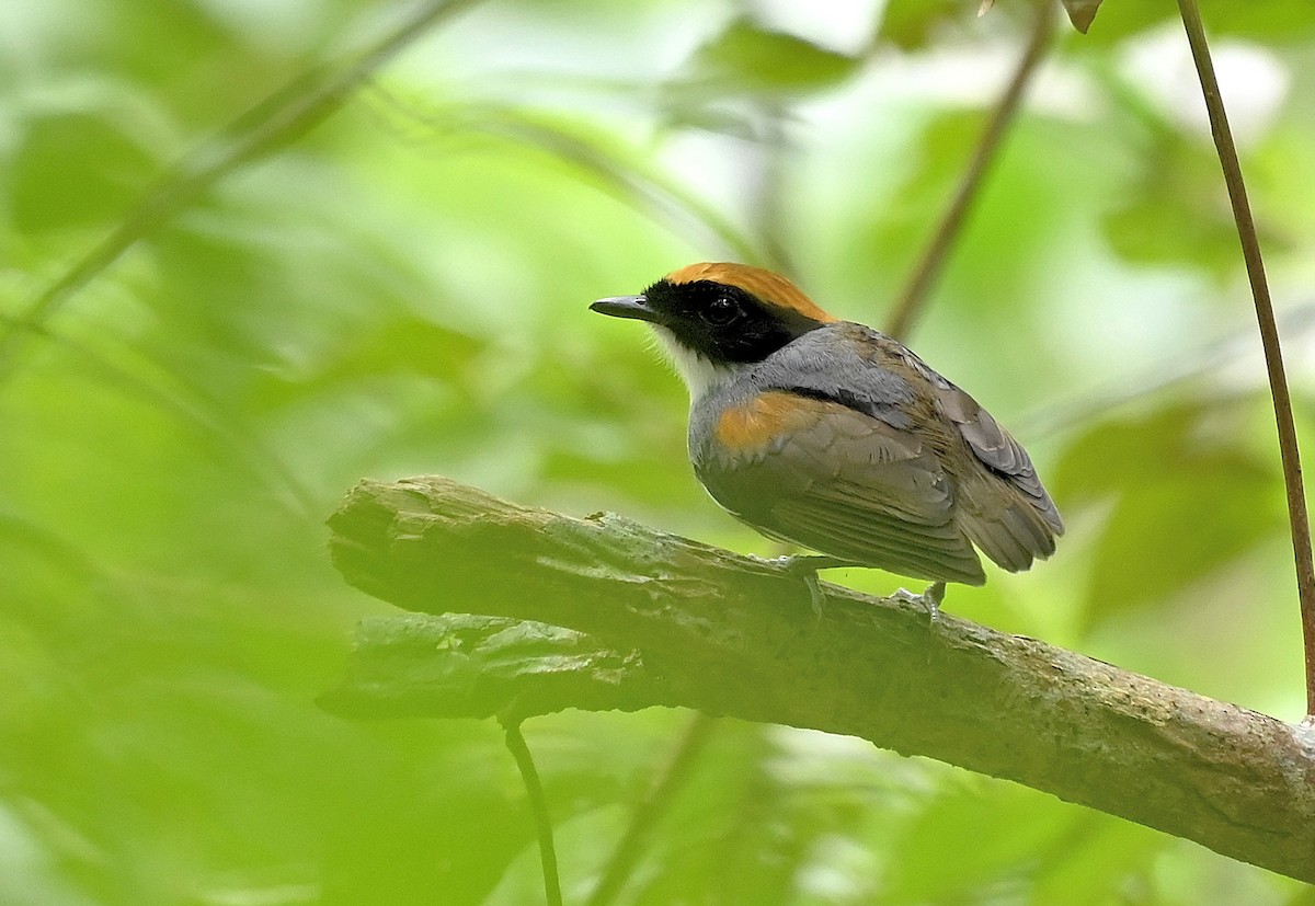 Black-cheeked Gnateater - ML641081943