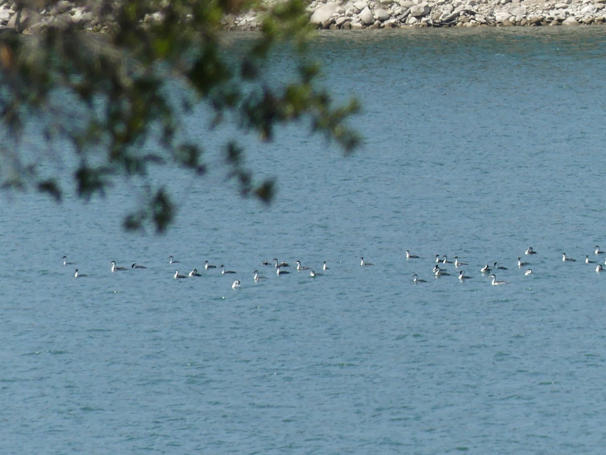 Western/Clark's Grebe - ML641081970