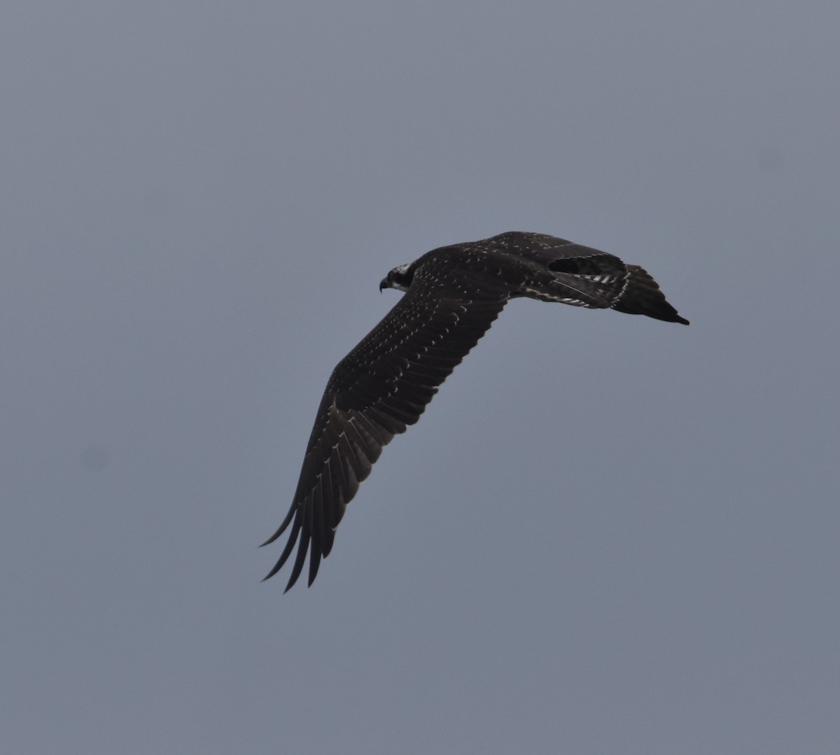 Balbuzard pêcheur - ML641081975
