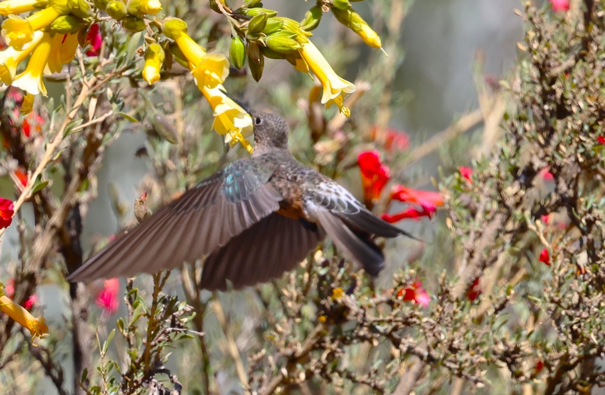 Giant Hummingbird - ML641081992