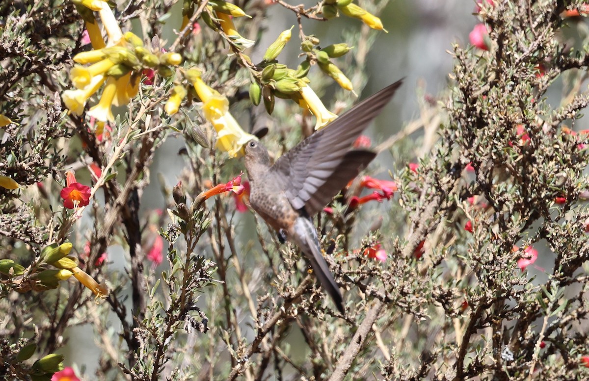 Giant Hummingbird - ML641081993