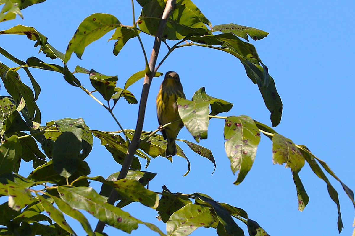 Cape May Warbler - ML641082056