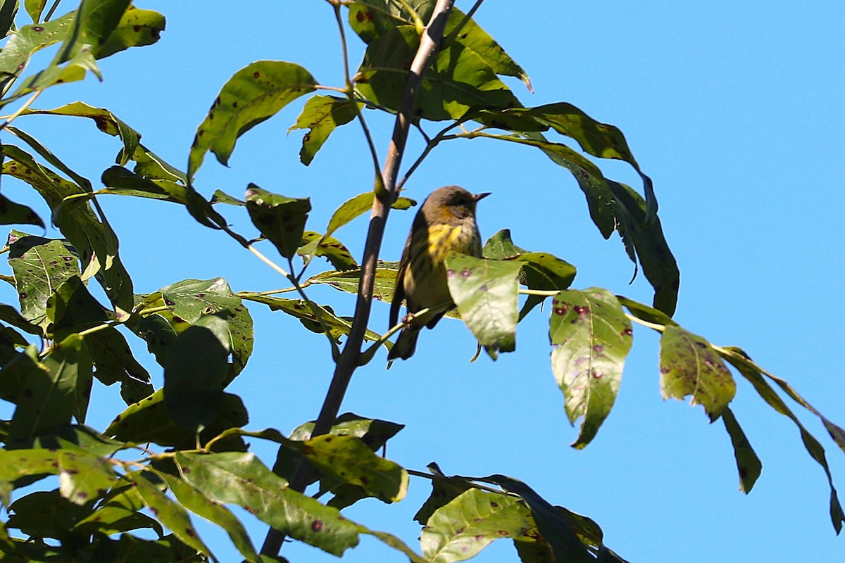Cape May Warbler - ML641082085