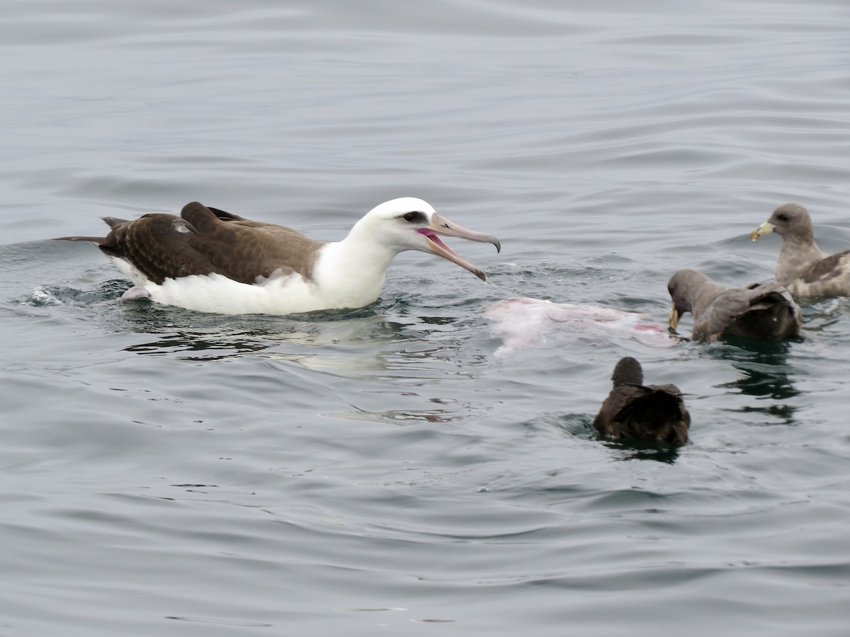 Laysan Albatross - ML641082104