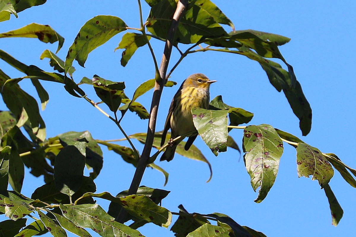 Cape May Warbler - ML641082133
