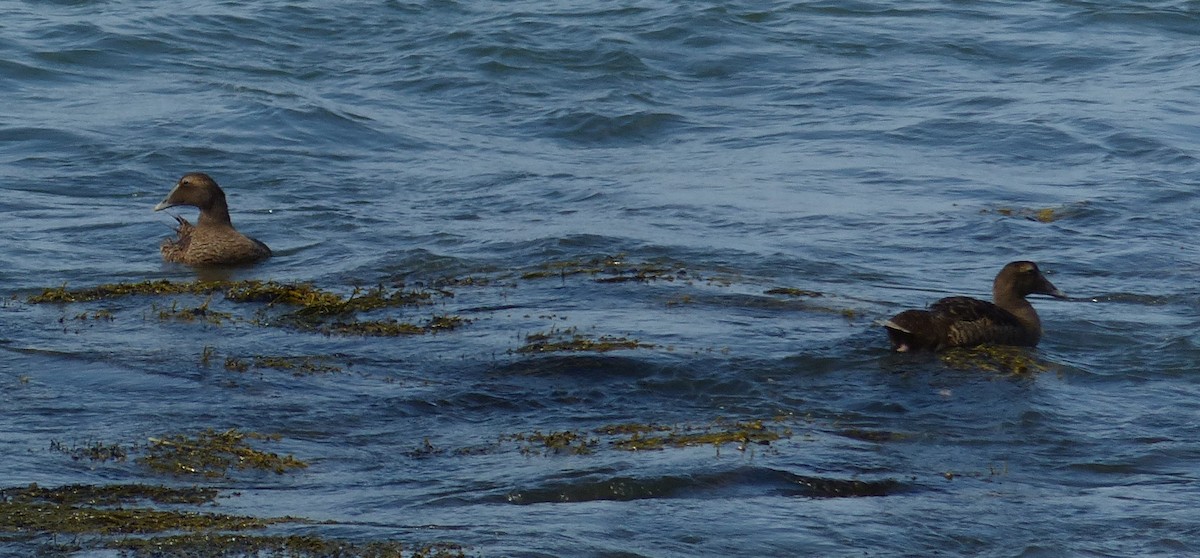 Common Eider - ML641082136