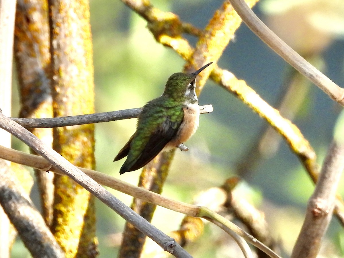 Rufous Hummingbird - ML641082144