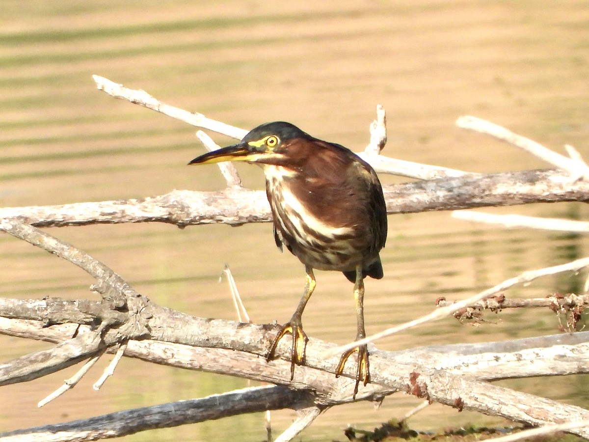 Green Heron - ML641082161