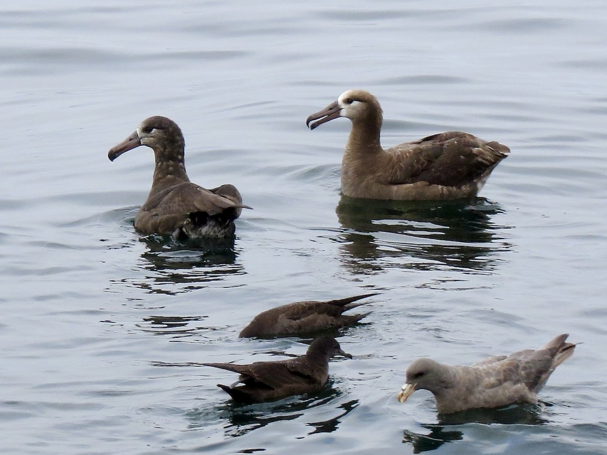 Black-footed Albatross - ML641082182