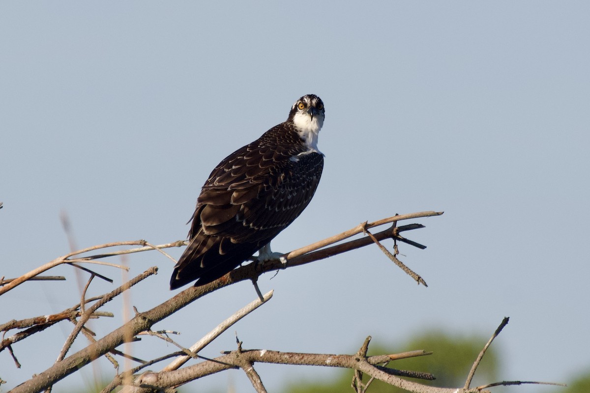 Balbuzard pêcheur - ML641082185