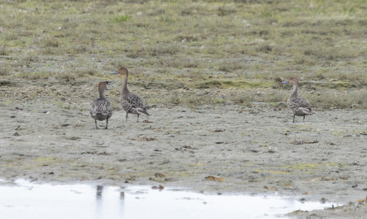 Northern Pintail - ML641082197
