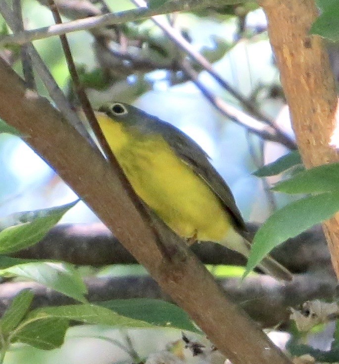 Canada Warbler - ML641082205
