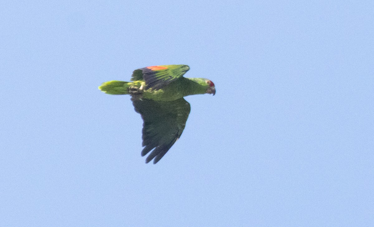 Amazone à joues vertes - ML641082223