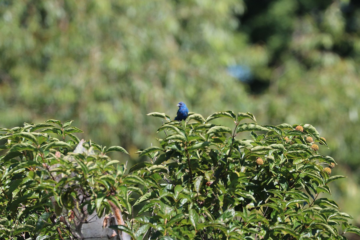 Indigo Bunting - ML641082245