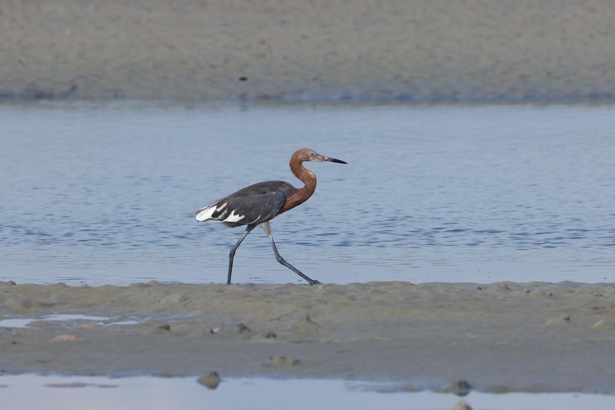 Reddish Egret - ML641082249
